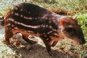 ADW: Cuniculus paca: INFORMATION.